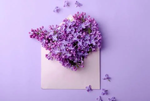 Beautiful lilac flowers at envelope on a same color background. Minimalistic  Stock Photos