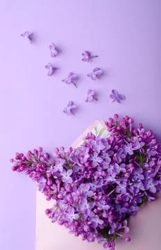 Beautiful lilac flowers at envelope on a same color background. Minimalistic  Stock Photos