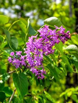 Beautiful Lilac flowers Stock Photos