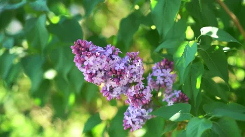 Beautiful lilac spring bloom Stock Footage 130566282