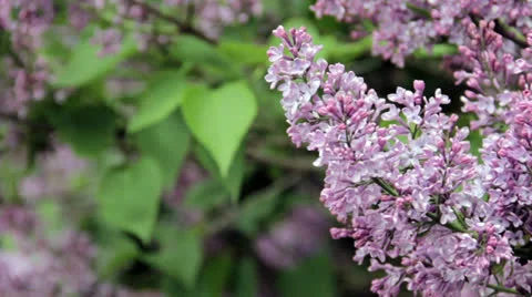 Beautiful Lilacs 03 Vidéo 24615090