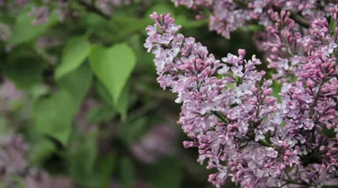 Beautiful Lilacs 04 Vidéo 24596505