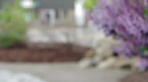 Beautiful Lilacs 06 Stock Footage 24595749