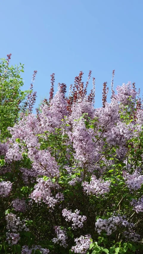 Beautiful lilacs 库存影片 346607790