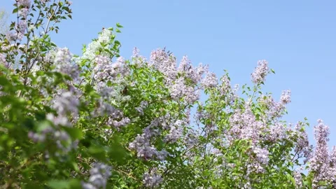 Beautiful lilacs Stock Footage 346609480