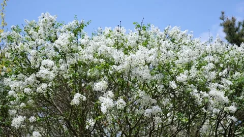 Beautiful lilacs Stock Footage 346609654