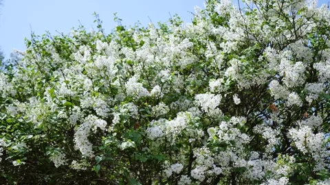 Beautiful lilacs 스톡 동영상 346609658