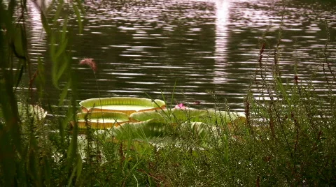 Beautiful lilies Stock Footage
