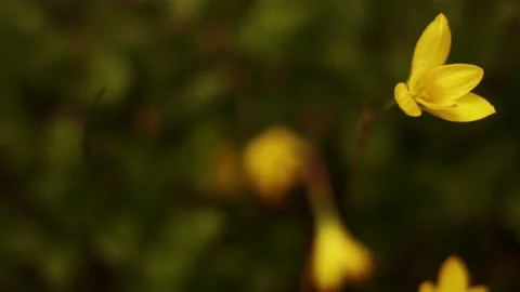 Beautiful Lilly flower Stock Footage 135435819