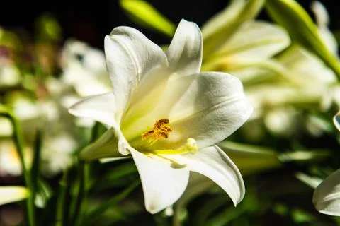 Beautiful lilly Stock Photos