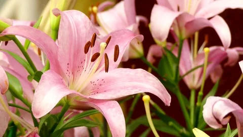 Beautiful lily flower in garden	 Stock Footage 89828853