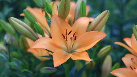Beautiful Lily flowers Stock Footage 78914593