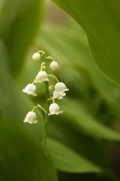 Beautiful lily of the valley flower on blurred background, closeup Stock Photos