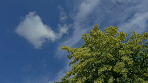 Beautiful linden tree Stock Footage 312030331