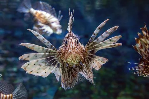 Beautiful lion fish hovering in mid water hunting for small prey in blue wate Stock Photos