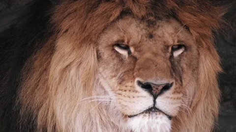 Beautiful lion looking Stock Footage 88130059