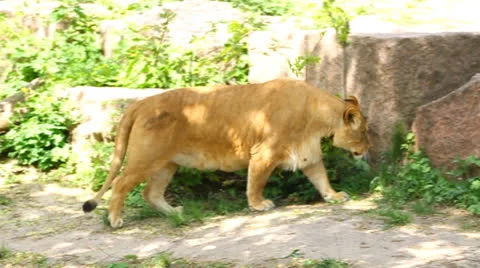 Beautiful lioness Vidéo 23196371