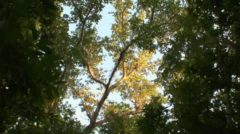 Beautiful Lit Tropical Tree Stock Footage 10908893
