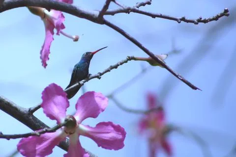 Beautiful little blue Hummingbird and pink flower Stock Photos