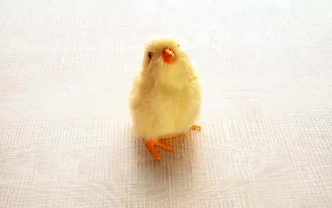 Beautiful little chicken on a light background Stock Photos