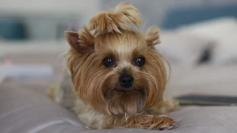 Beautiful little dog posing for the camera Stock Footage 238863447