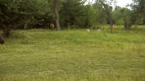 Beautiful little horse goes through the grass Stock Footage