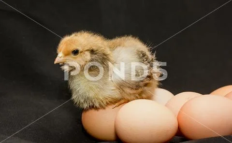 Beautiful little motley chicken on chicken eggs. Stock Photos