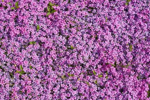 Beautiful little purple flowers in the spring garden. Stock Photos
