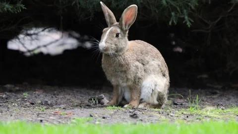 Beautiful little rabbit resting in the garden Stock Footage 130173553