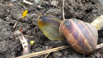 Beautiful little snail Stockbeeldmateriaal 85873239
