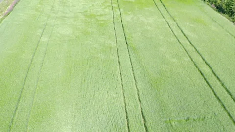 Beautiful live green rye field in the wind like waves high flying forward Stock Footage 138533166