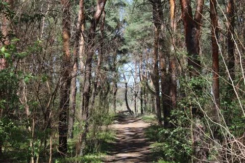 Beautiful live spring forest Stock Photos
