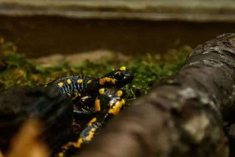 Beautiful lizard in the grass common fire salamander Stock Photos