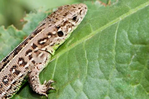 Beautiful lizard on a green leaf of a tree Stock Photos