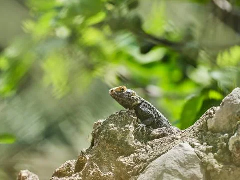 A beautiful lizard in nature Stock Photos