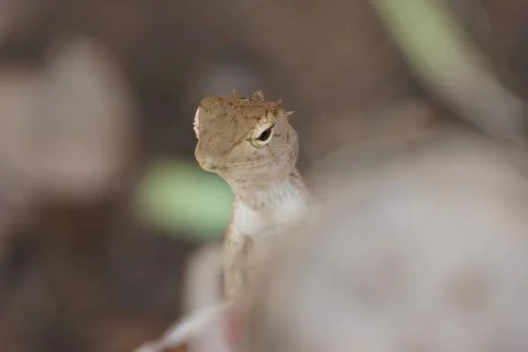 A beautiful lizard Foto stock