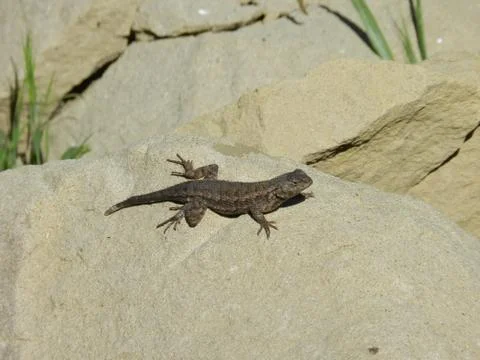 A beautiful Lizard Stock Photos