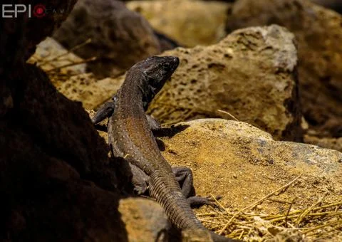 Beautiful lizard Stock Photos