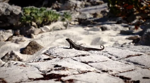 Beautiful lizard posing on a rock Stock Footage 48500344