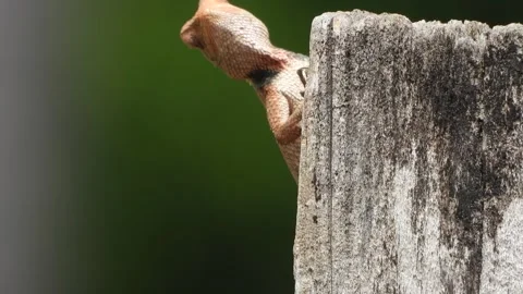 Beautiful Lizard relaxing on wood . Stock Footage 340320799
