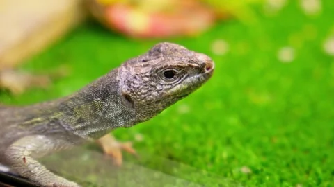 Beautiful lizard resting. Timon lepidus. Stock Footage 254334644