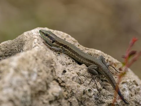 A beautiful lizard on the rock Stock Photos