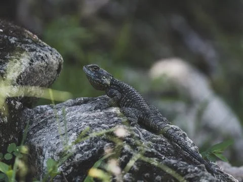 A beautiful lizard on the rock Stock Photos
