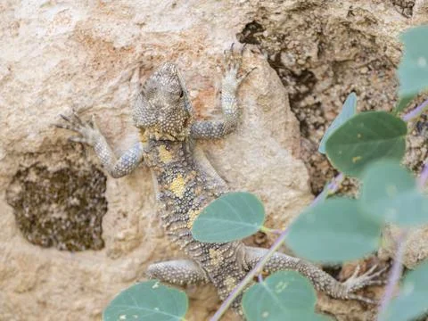 A beautiful lizard on the rock Stock Photos