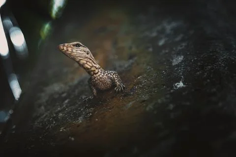 A beautiful lizard sits on a tree. Stock Photos