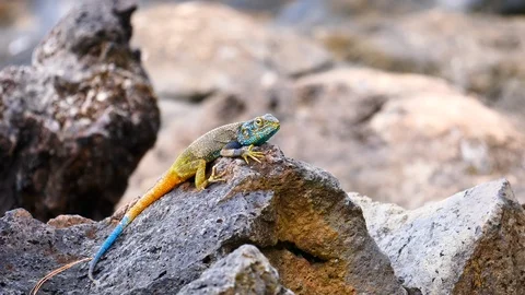 Beautiful lizard in the sun Video stock 125488111