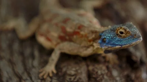 Beautiful lizard on tree close up Vidéo 347655478