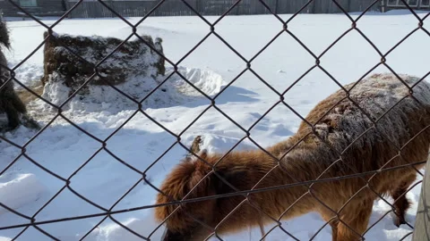 A beautiful llama in the reserve eats a cabbage leaf. Video. Communication with Stock Footage 149467876