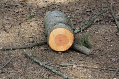 Beautiful log in the forest Stock Photos