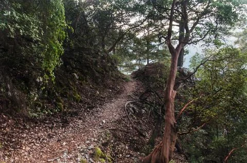 Beautiful lonely road in the dense forest, Turkey Stock Photos